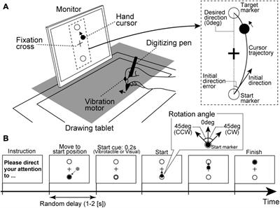 Individual Optimal Attentional Strategy in Motor Learning Tasks Characterized by Steady-State Somatosensory and Visual Evoked Potentials